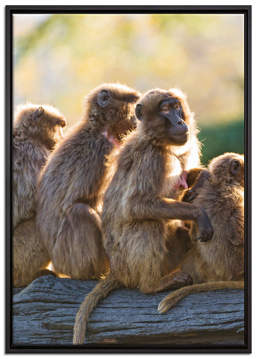 liebevolle Affenfamilie auf Leinwandbild gerahmt Größe 100x70