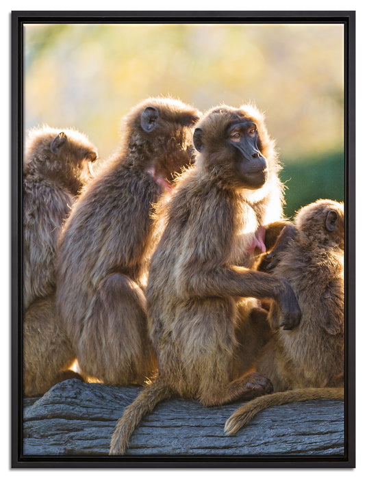 liebevolle Affenfamilie auf Leinwandbild gerahmt Größe 80x60
