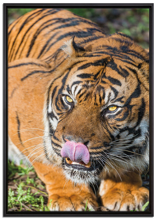 großer Tiger auf Leinwandbild gerahmt Größe 100x70