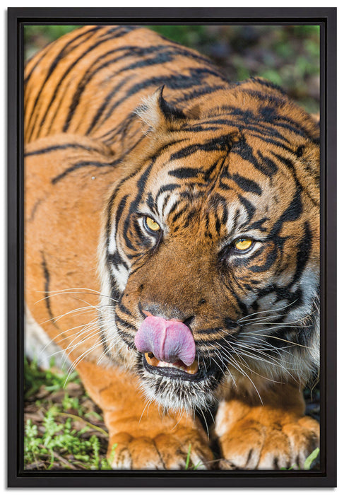 großer Tiger auf Leinwandbild gerahmt Größe 60x40
