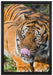 großer Tiger auf Leinwandbild gerahmt Größe 60x40