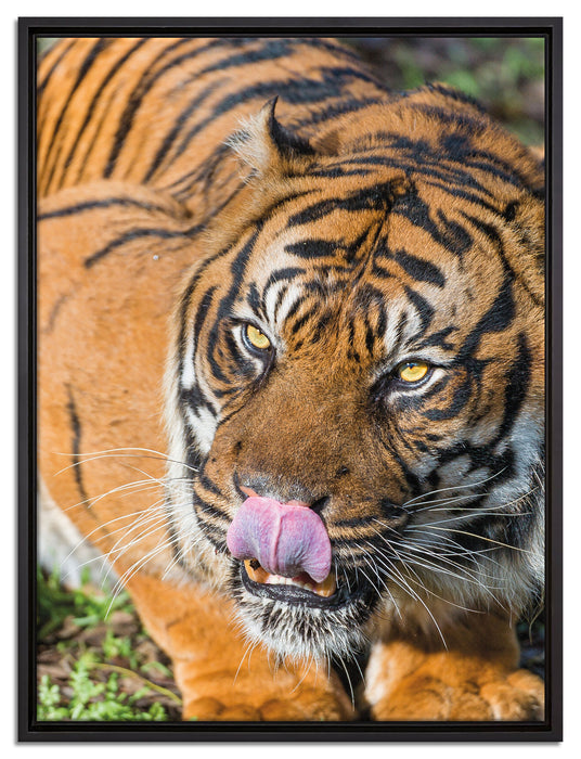 großer Tiger auf Leinwandbild gerahmt Größe 80x60