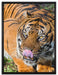 großer Tiger auf Leinwandbild gerahmt Größe 80x60