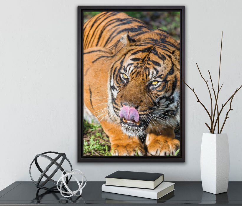 großer Tiger auf Leinwandbild gerahmt mit Kirschblüten