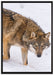 seltener Wolf im Schnee auf Leinwandbild gerahmt Größe 100x70