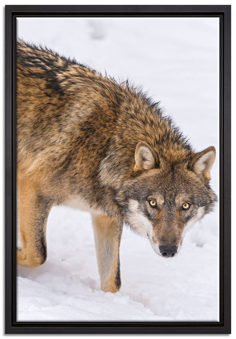 seltener Wolf im Schnee auf Leinwandbild gerahmt Größe 60x40
