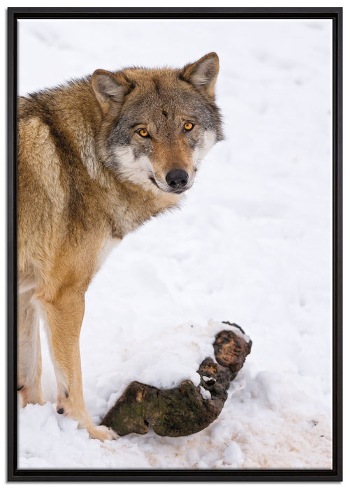 prächtiger Wolf im Schnee auf Leinwandbild gerahmt Größe 100x70