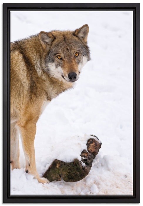 prächtiger Wolf im Schnee auf Leinwandbild gerahmt Größe 60x40