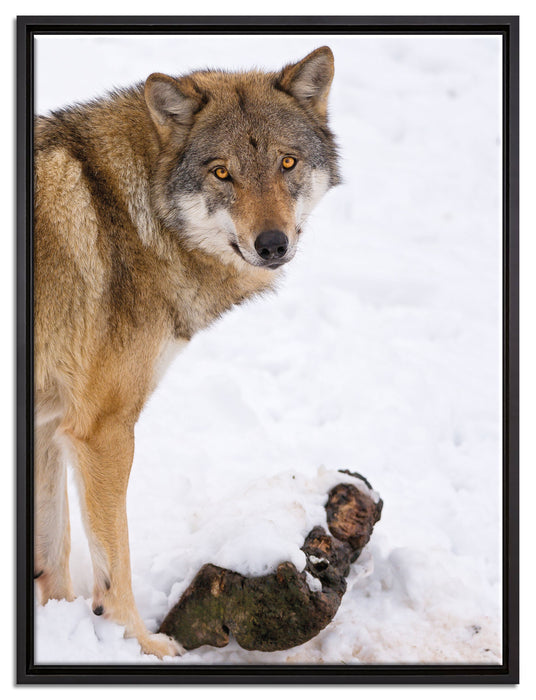 prächtiger Wolf im Schnee auf Leinwandbild gerahmt Größe 80x60