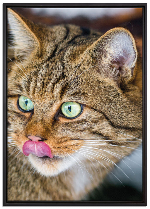 schöne Manul in Schneelandschaft auf Leinwandbild gerahmt Größe 100x70