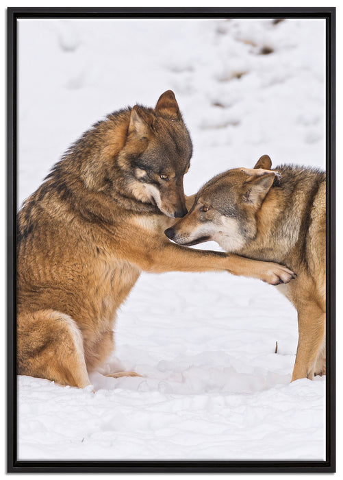 spielendes Wolfsrudel auf Leinwandbild gerahmt Größe 100x70