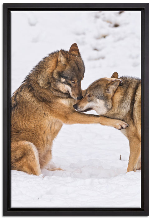 spielendes Wolfsrudel auf Leinwandbild gerahmt Größe 60x40
