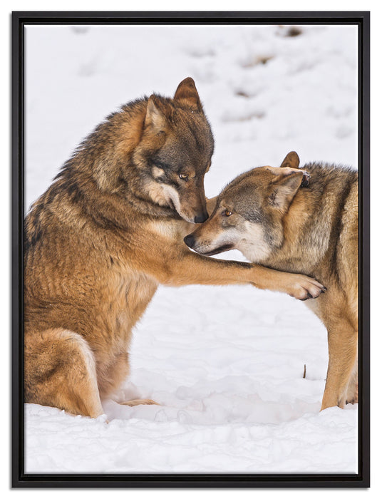 spielendes Wolfsrudel auf Leinwandbild gerahmt Größe 80x60