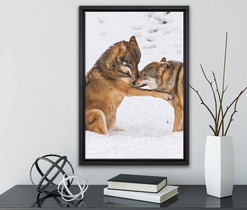 spielendes Wolfsrudel auf Leinwandbild gerahmt mit Kirschblüten