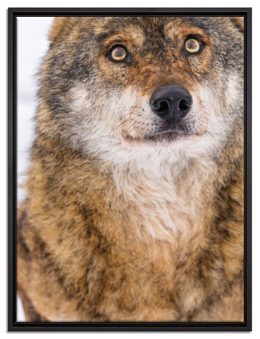 niedlicher Wolf im Schnee auf Leinwandbild gerahmt Größe 80x60