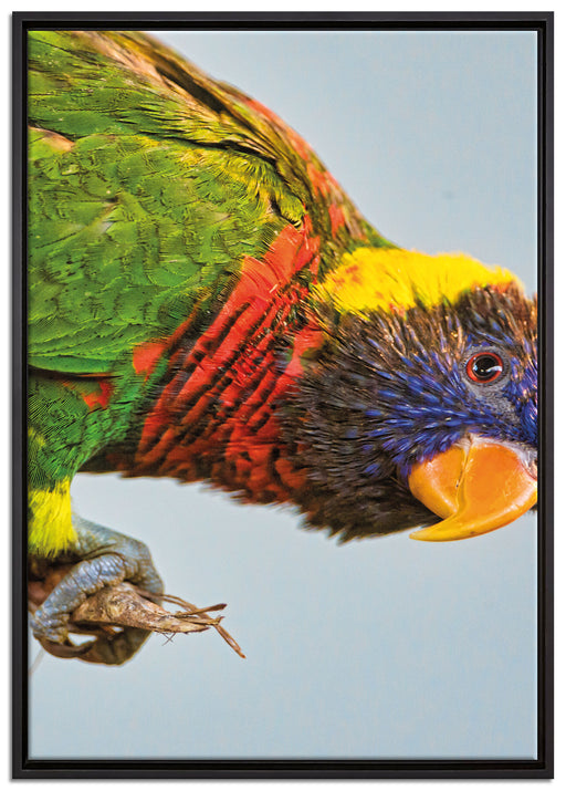 Edelpapagei auf Ast auf Leinwandbild gerahmt Größe 100x70