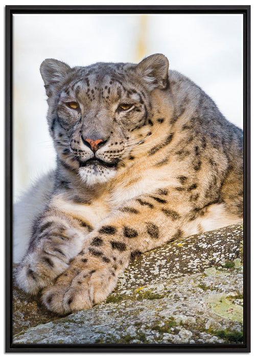 Schneeleopardin auf Leinwandbild gerahmt Größe 100x70