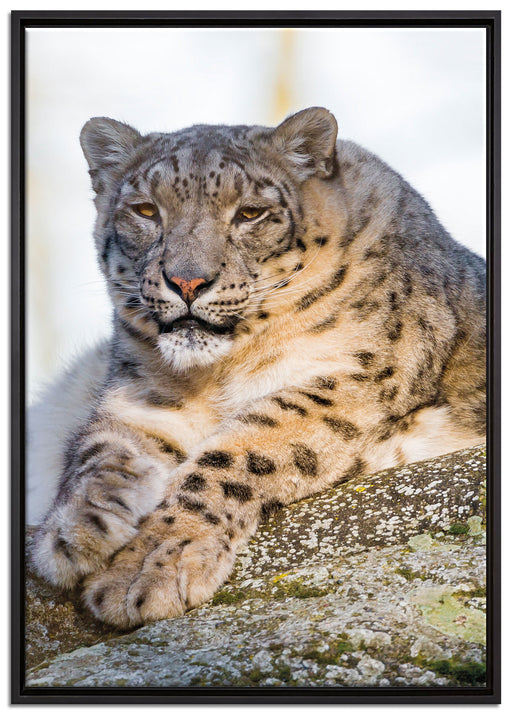 Schneeleopardin auf Leinwandbild gerahmt Größe 100x70