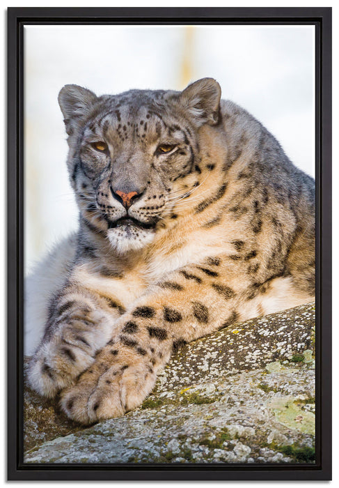Schneeleopardin auf Leinwandbild gerahmt Größe 60x40