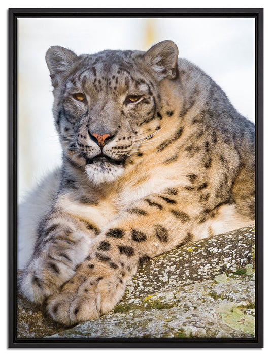 Schneeleopardin auf Leinwandbild gerahmt Größe 80x60