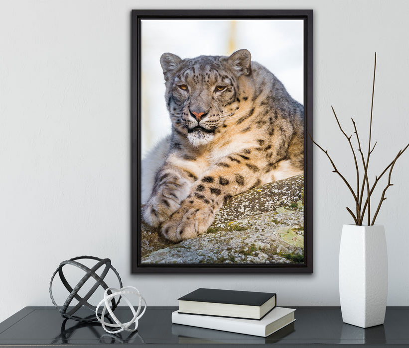 Schneeleopardin auf Leinwandbild gerahmt mit Kirschblüten