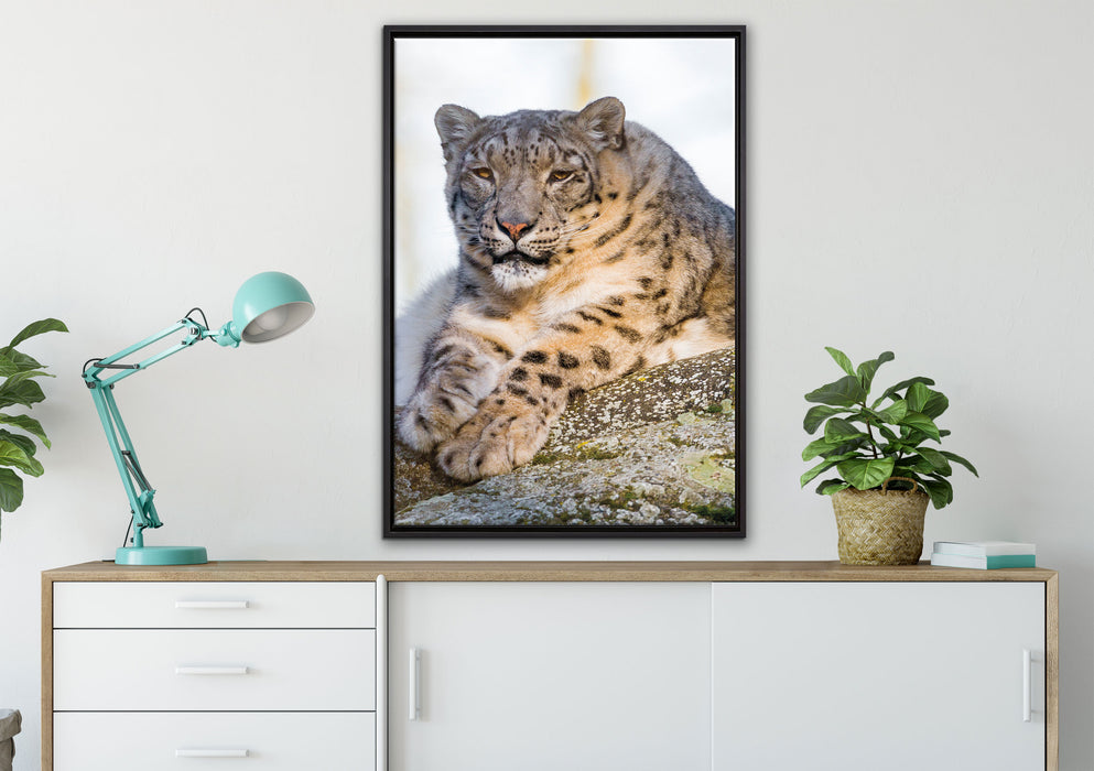 Schneeleopardin auf Leinwandbild gerahmt verschiedene Größen im Wohnzimmer