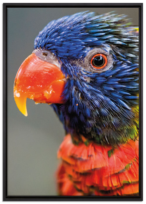 farbenfroher Papagei auf Leinwandbild gerahmt Größe 100x70