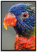 farbenfroher Papagei auf Leinwandbild gerahmt Größe 100x70