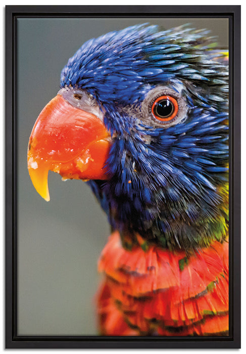 farbenfroher Papagei auf Leinwandbild gerahmt Größe 60x40