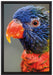 farbenfroher Papagei auf Leinwandbild gerahmt Größe 60x40
