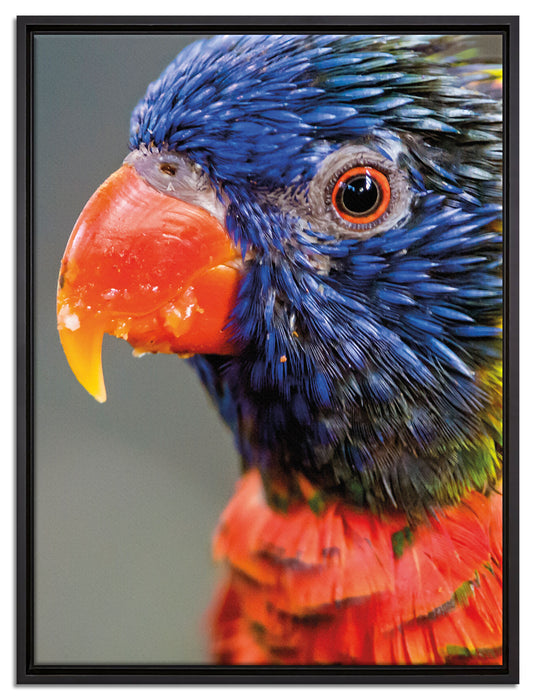 farbenfroher Papagei auf Leinwandbild gerahmt Größe 80x60