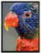 farbenfroher Papagei auf Leinwandbild gerahmt Größe 80x60