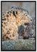 Schneeleopardin auf Leinwandbild gerahmt Größe 100x70