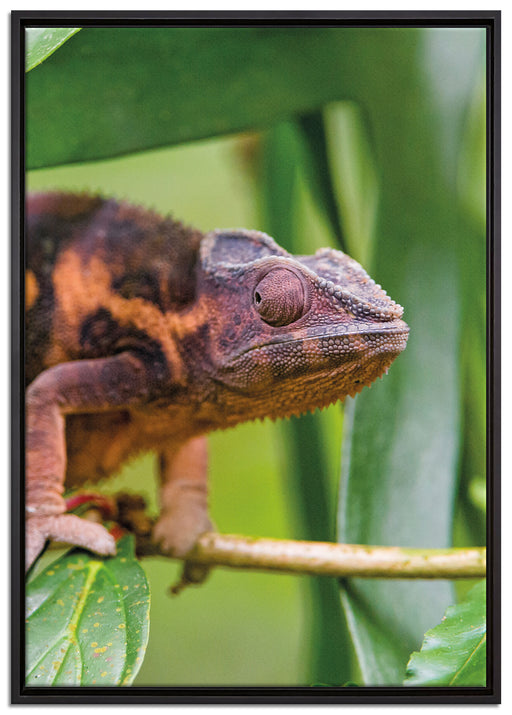 braunes Chamäleon auf Leinwandbild gerahmt Größe 100x70