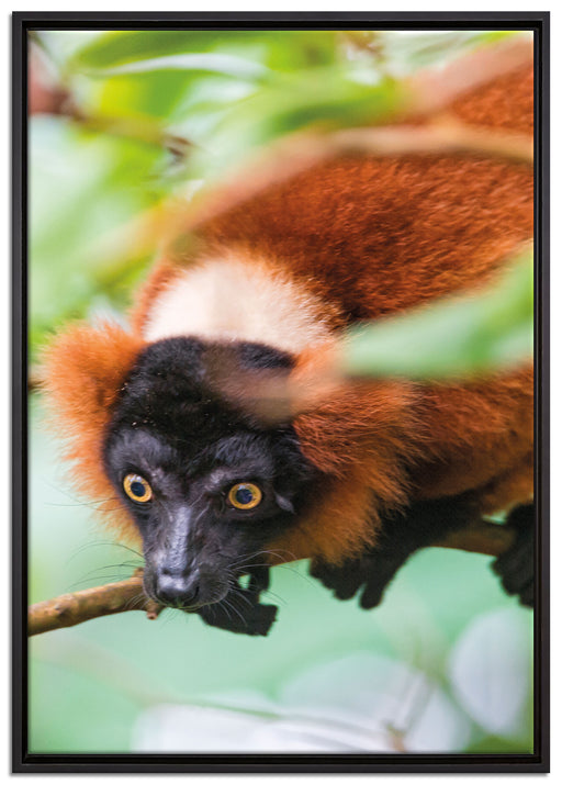 roter Vari auf Ast auf Leinwandbild gerahmt Größe 100x70