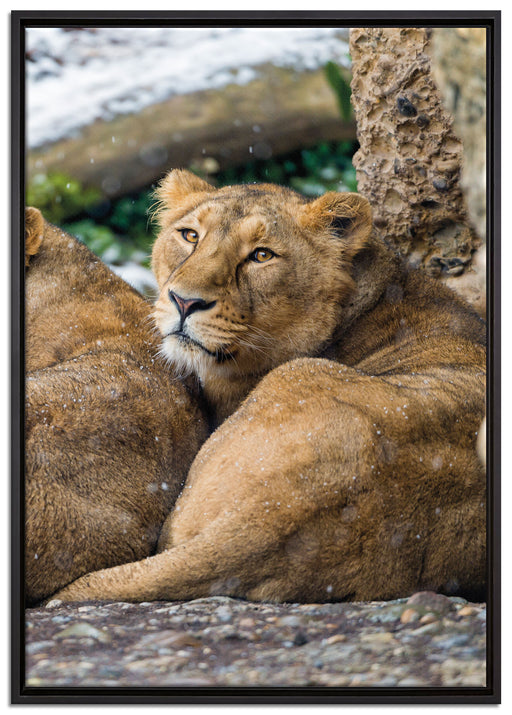 schlafende Löwenweibchen auf Leinwandbild gerahmt Größe 100x70