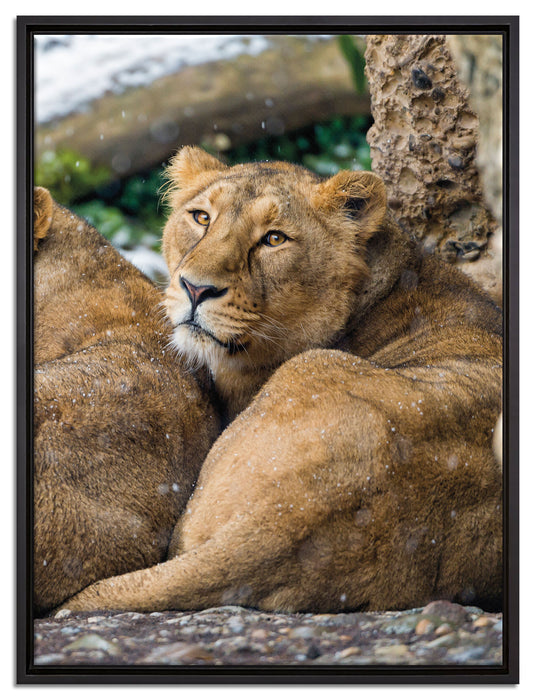 schlafende Löwenweibchen auf Leinwandbild gerahmt Größe 80x60