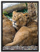 schlafende Löwenweibchen auf Leinwandbild gerahmt Größe 80x60