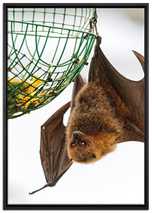 Flughund beim Fressen auf Leinwandbild gerahmt Größe 100x70