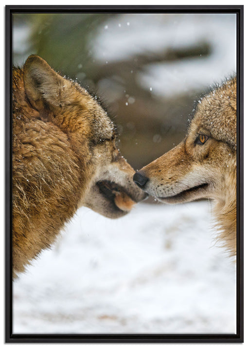 liebevolle Wölfe im Schnee auf Leinwandbild gerahmt Größe 100x70