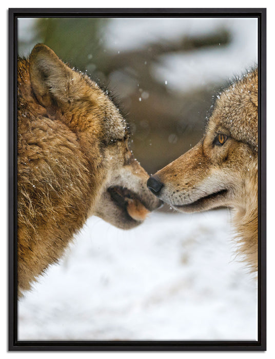 liebevolle Wölfe im Schnee auf Leinwandbild gerahmt Größe 80x60