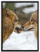 liebevolle Wölfe im Schnee auf Leinwandbild gerahmt Größe 80x60