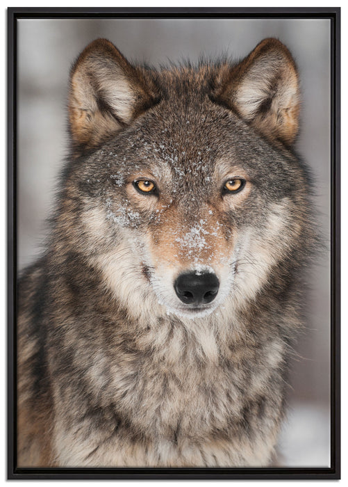 Wachsamer Wolf auf Leinwandbild gerahmt Größe 100x70