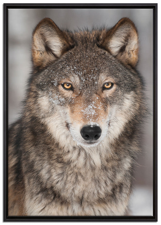 Wachsamer Wolf auf Leinwandbild gerahmt Größe 100x70