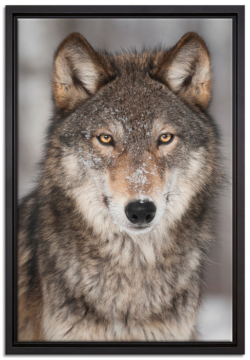 Wachsamer Wolf auf Leinwandbild gerahmt Größe 60x40