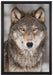 Wachsamer Wolf auf Leinwandbild gerahmt Größe 60x40