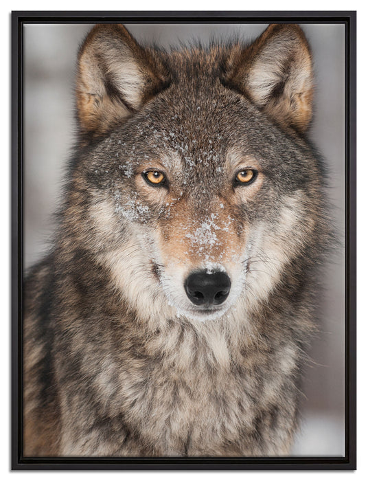 Wachsamer Wolf auf Leinwandbild gerahmt Größe 80x60