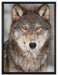 Wachsamer Wolf auf Leinwandbild gerahmt Größe 80x60