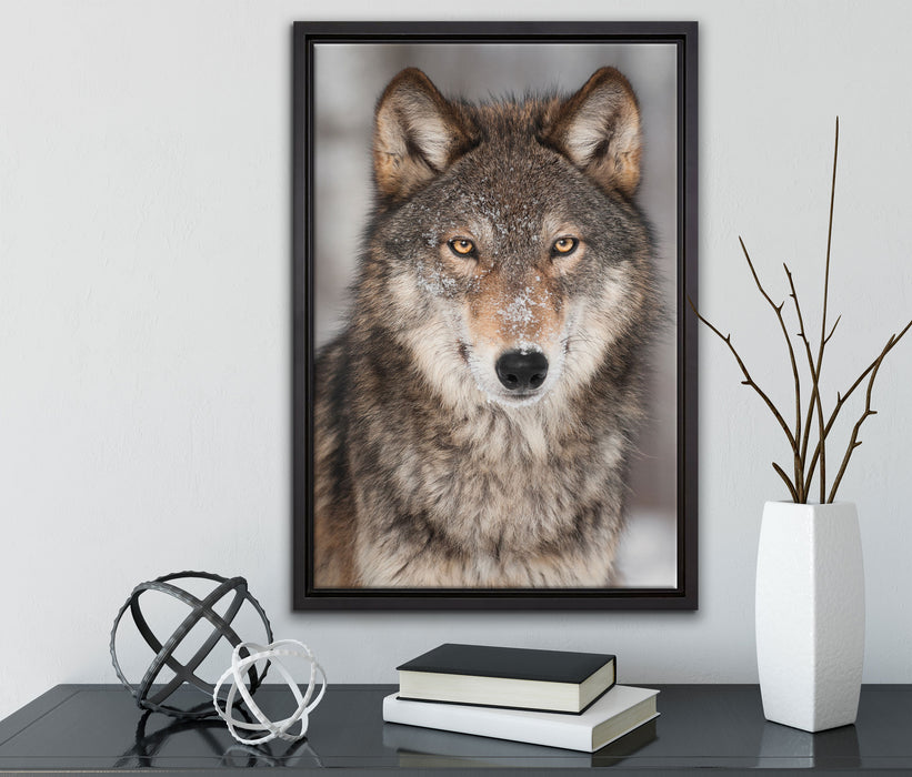 Wachsamer Wolf auf Leinwandbild gerahmt mit Kirschblüten