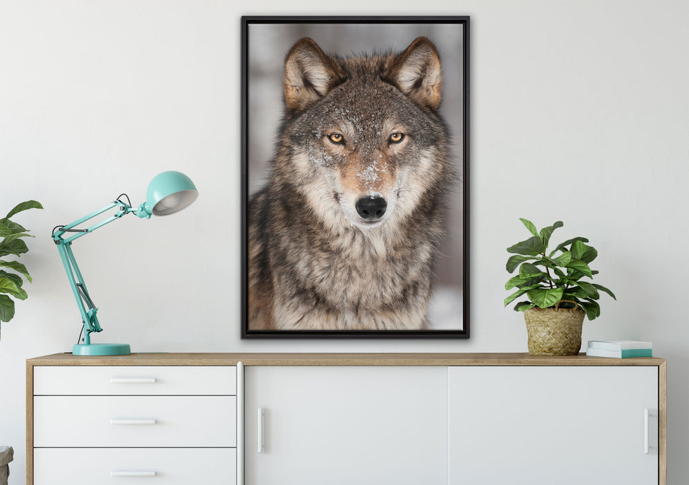 Wachsamer Wolf auf Leinwandbild gerahmt verschiedene Größen im Wohnzimmer